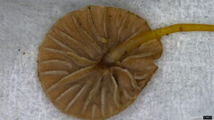 Marasmius