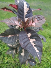 Graptophyllum