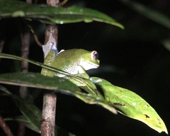 Boophis masoala
