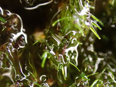 Dichodontium pellucidum