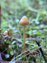 Galerina semilanceata