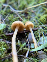 Galerina semilanceata