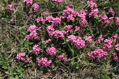 Daphne cneorum