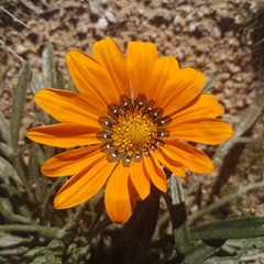 Gazania