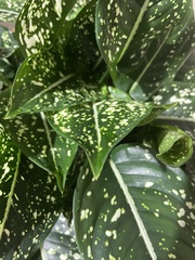 Dieffenbachia seguine