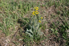 Tephroseris integrifolia