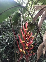 Heliconia