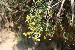 Potentilla incana