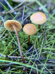 Galerina