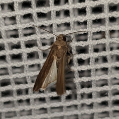 Athetis tenuis