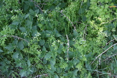 Anthriscus cerefolium