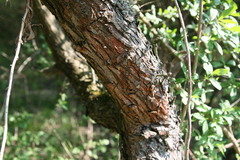 Trentepohlia