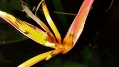 Heliconia psittacorum