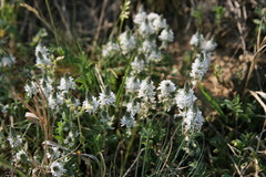 Veronica prostrata