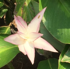 Goeppertia loeseneri