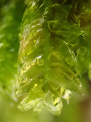 Plagiothecium denticulatum