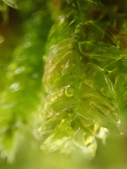 Plagiothecium denticulatum