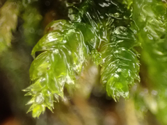 Plagiothecium denticulatum