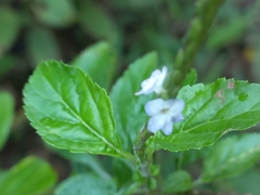 Stachytarpheta