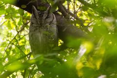 Otus bakkamoena