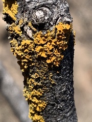 Xanthomendoza