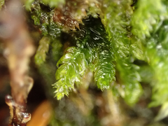 Plagiothecium denticulatum
