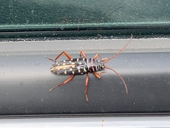 Placosternus crinicornis