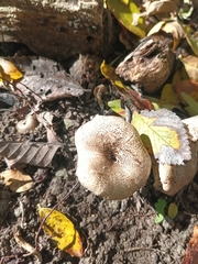 Lepiota cristata