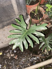 Philodendreae