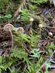 Paragymnopus sequoiae