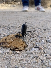 Eleodes armata