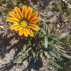 Gazania