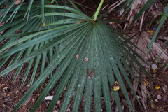 Serenoa repens