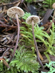 Paragymnopus sequoiae