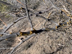 Xanthomendoza