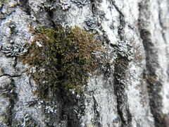 Ptilidium pulcherrimum