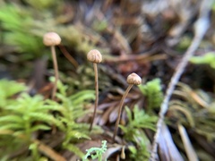 Paragymnopus sequoiae