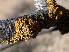 Xanthomendoza