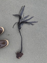 Laminaria setchellii