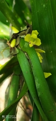 Maxillaria