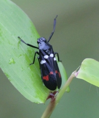 Callitettix versicolor