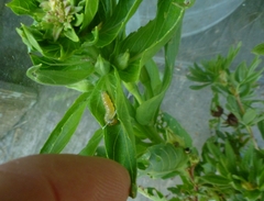 Desmia funeralis