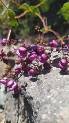 Calceolaria purpurea