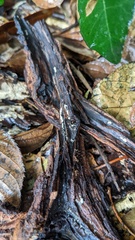 Henningsomyces candidus