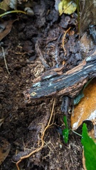 Henningsomyces candidus