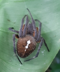 Eriophora fuliginea