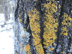 Xanthomendoza ulophyllodes