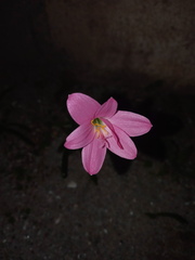 Zephyranthes