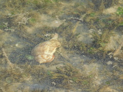 Neogastropoda