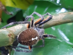 Eriophora fuliginea